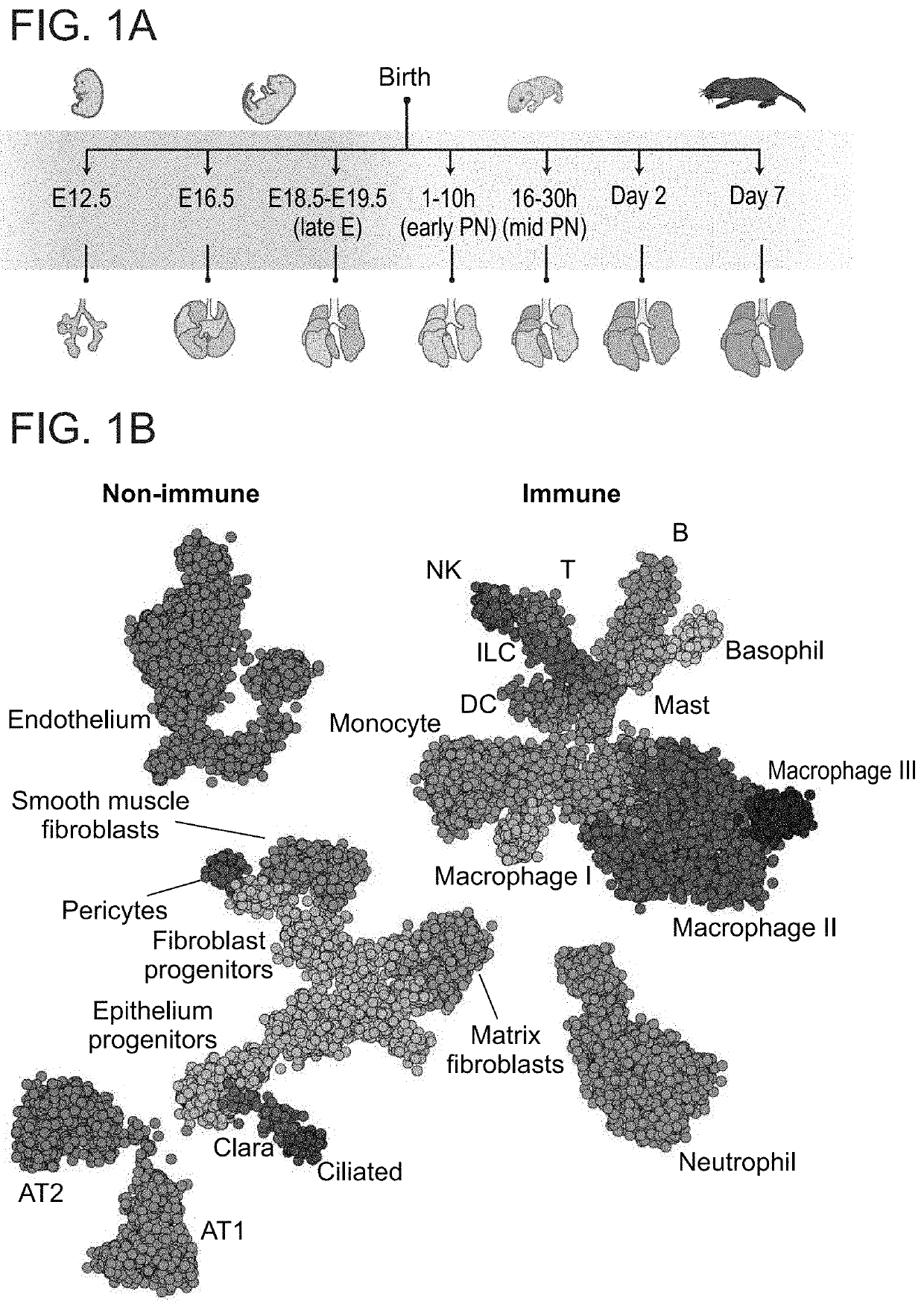 Methods of modulating m2 macrophage polarization and use of same in therapy