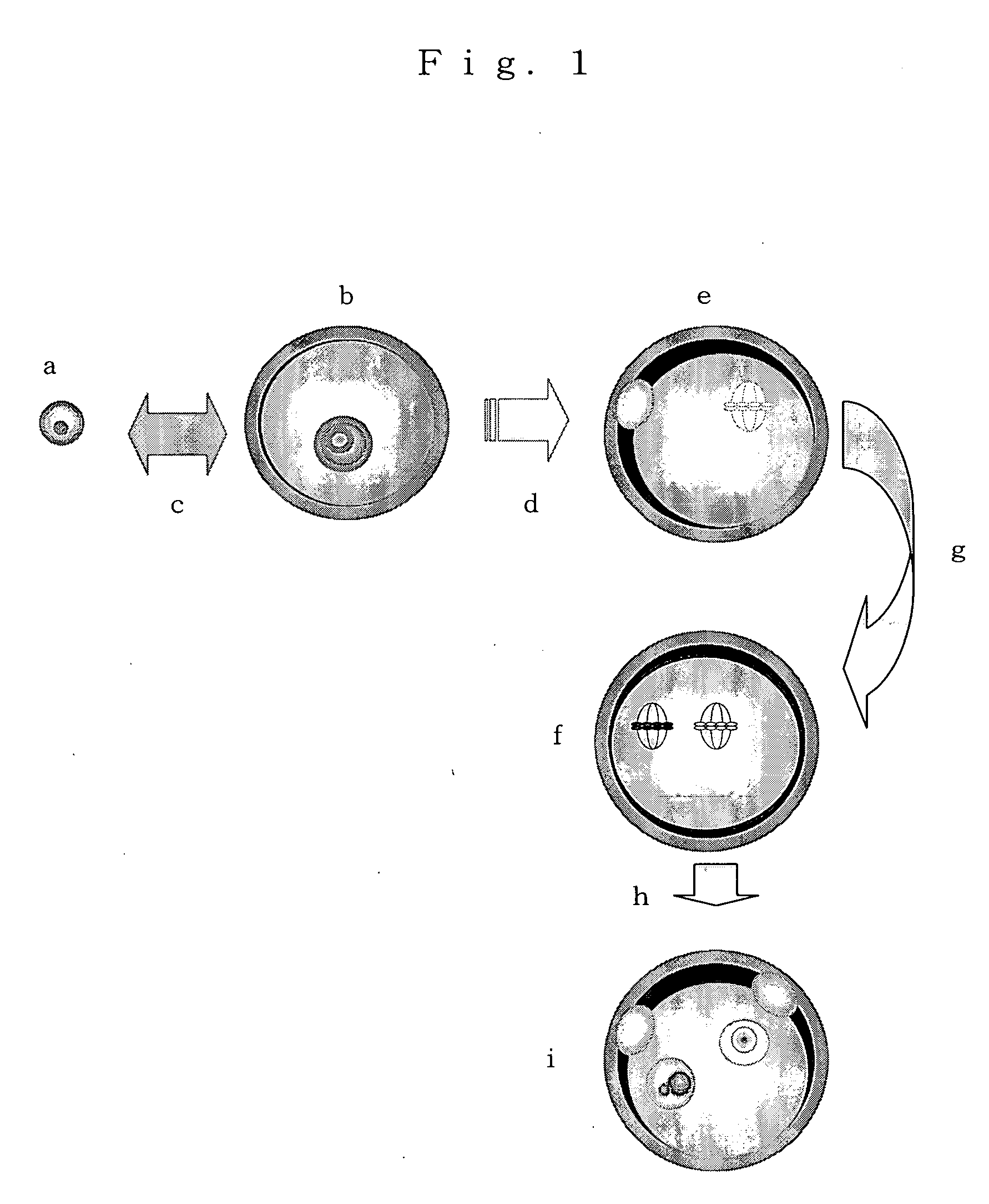 Method of constructing nuclear-transplanted egg parthenogenetic embryo and parthenogenetic mammal
