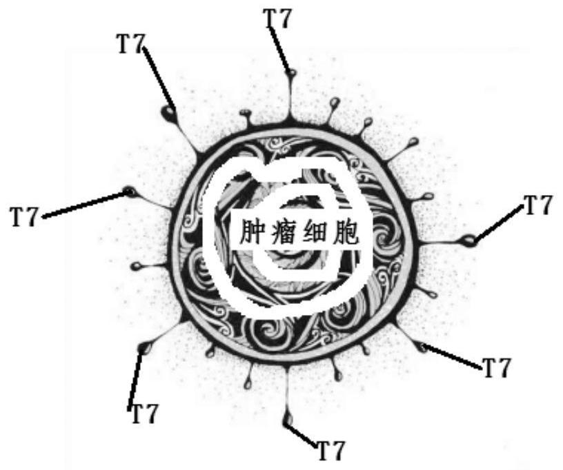 Whole-cell vaccine, and preparation method and application thereof