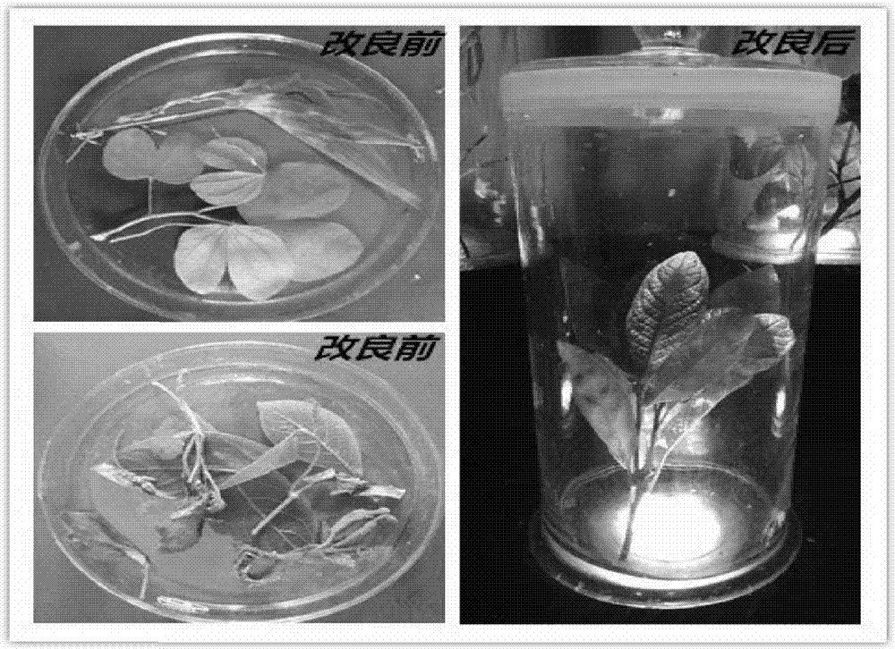 Method of green plant plasticized specimen and application of obtained specimen