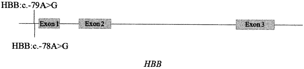 A base editing system, a method, a kit used for specificity repair for human HBB gene mutation and an application therefor