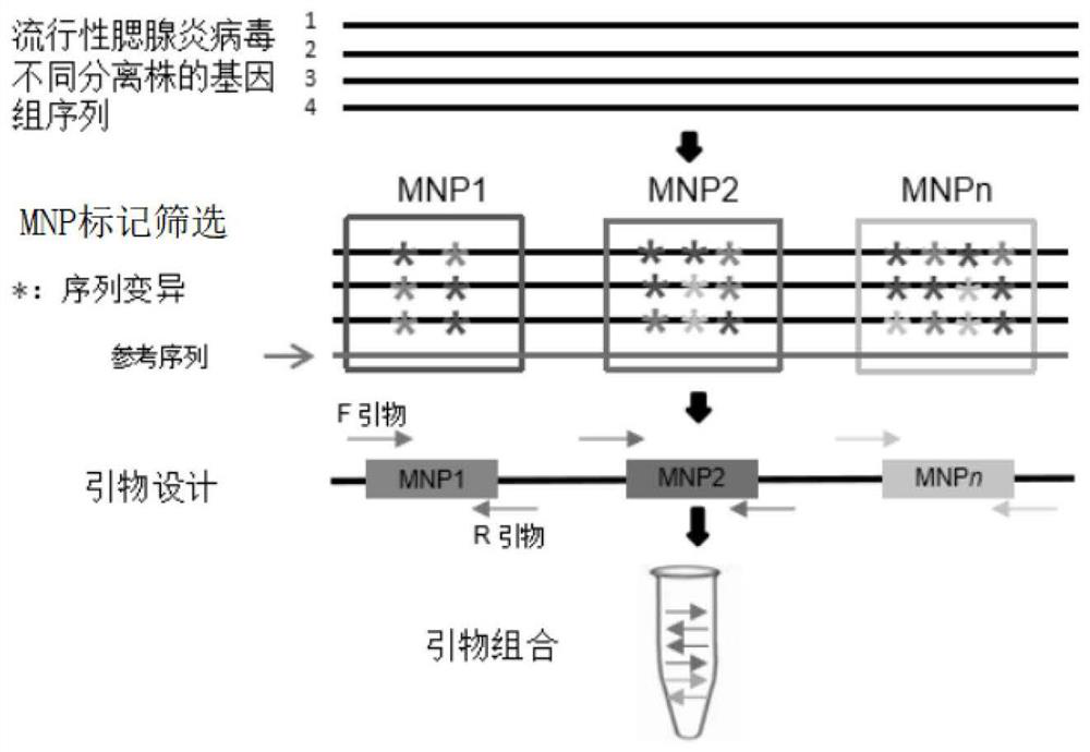 MNP marker site of mumps virus, primer composition, kit and application of MNP marker site