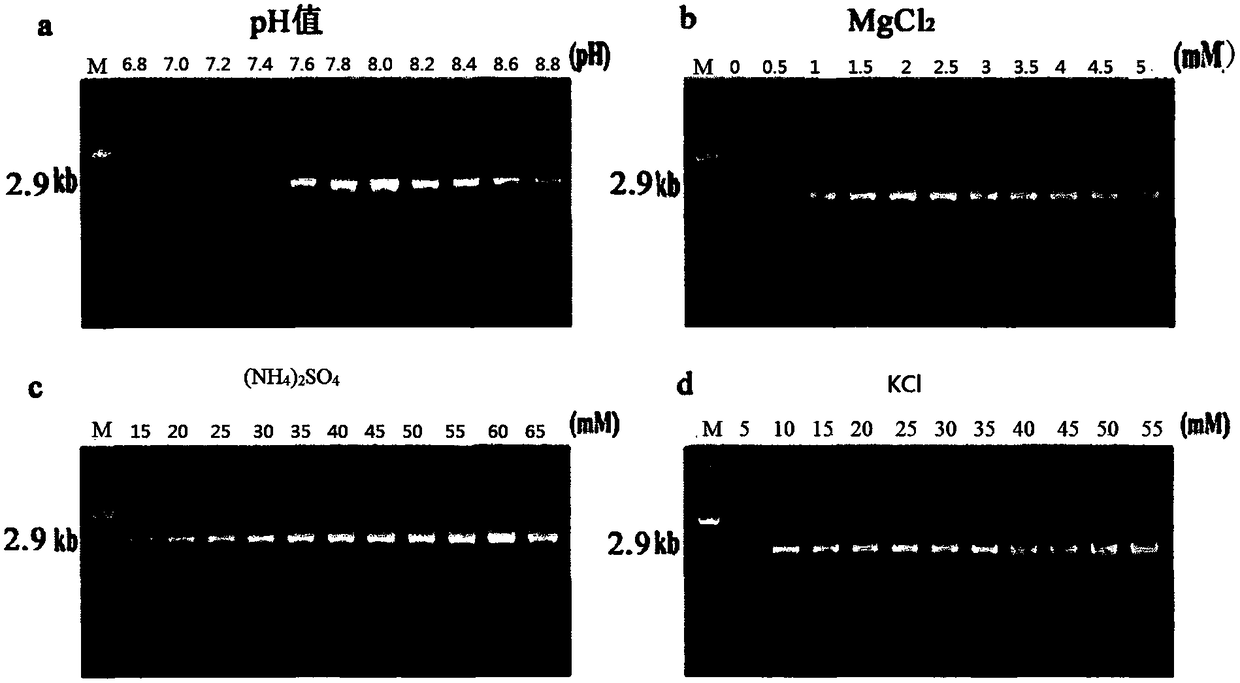 Mixed type hot-start DNA polymerase composition, PCR amplification kit, and applications thereof