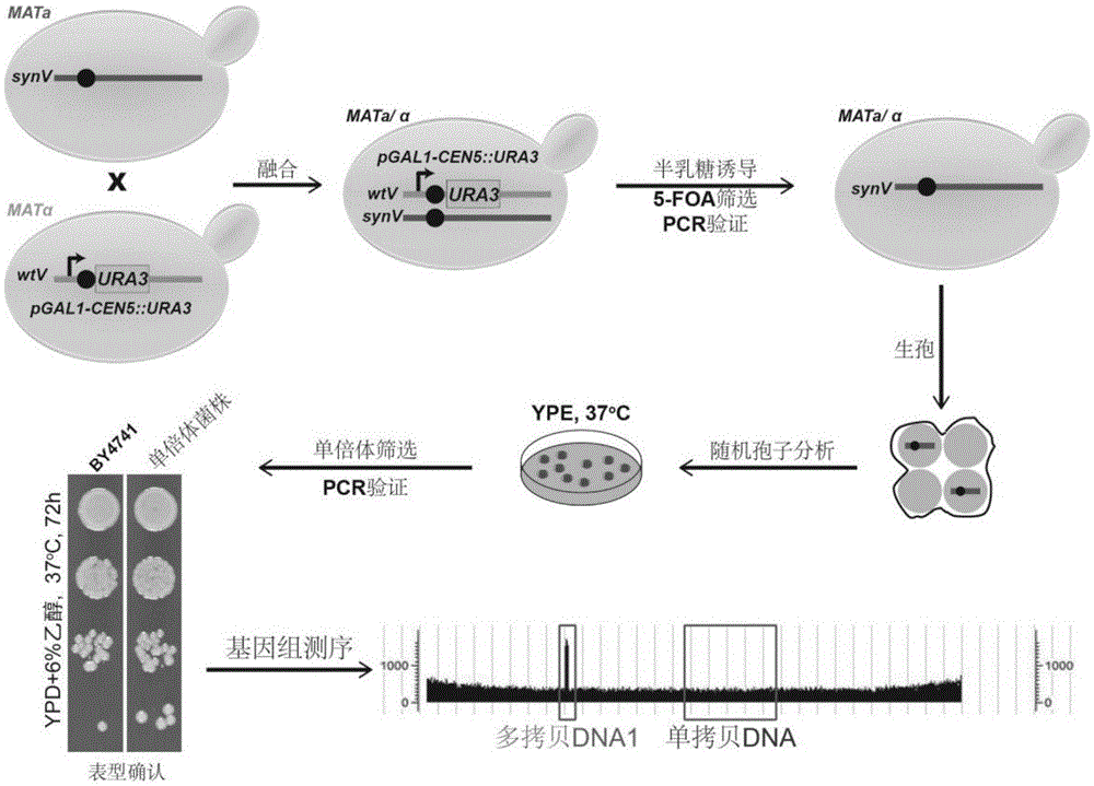 Method for detecting klenow fragment repetition position in saccharomyces cerevisiae chromosome