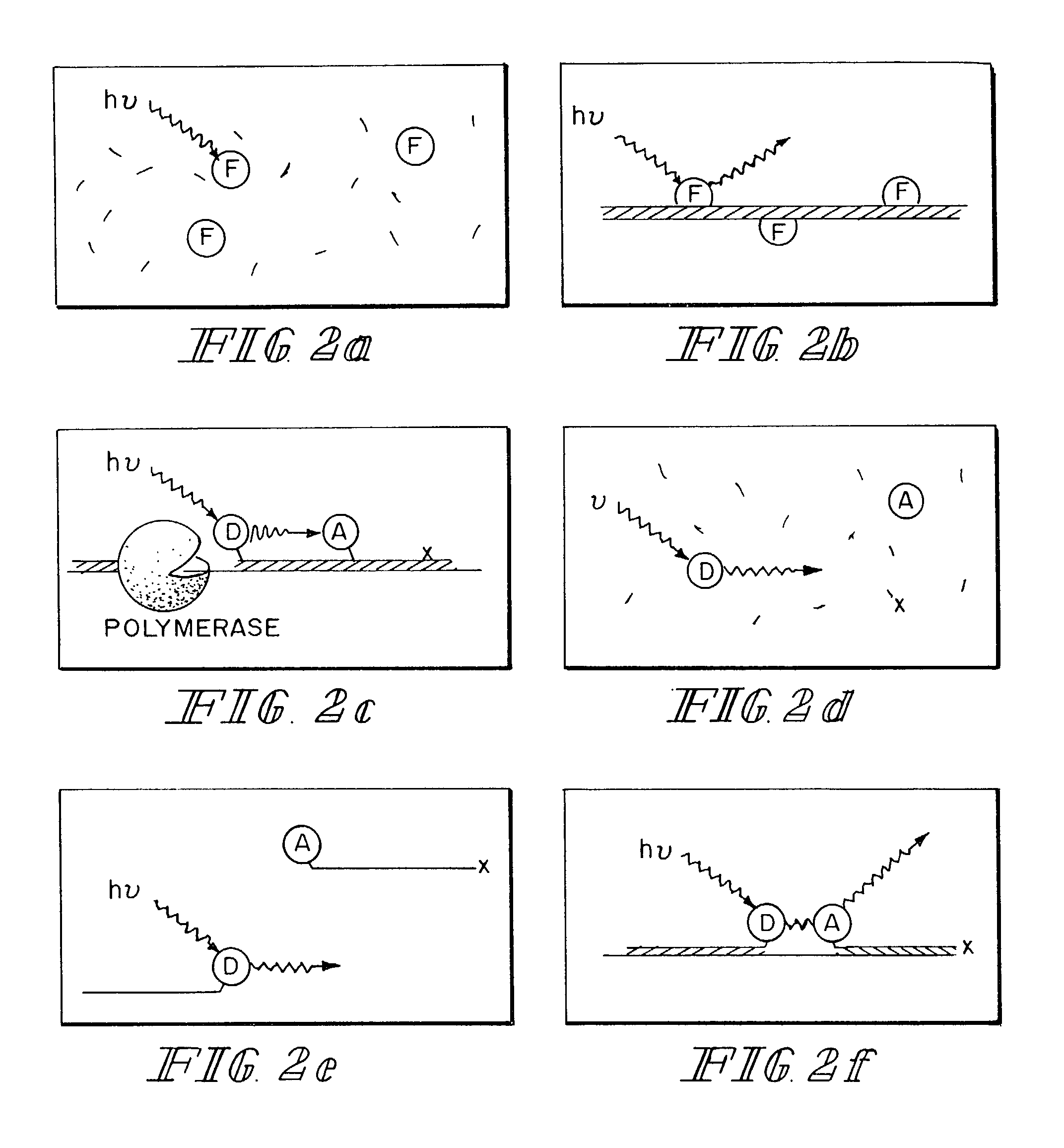 Real-time gene quantification with internal standards