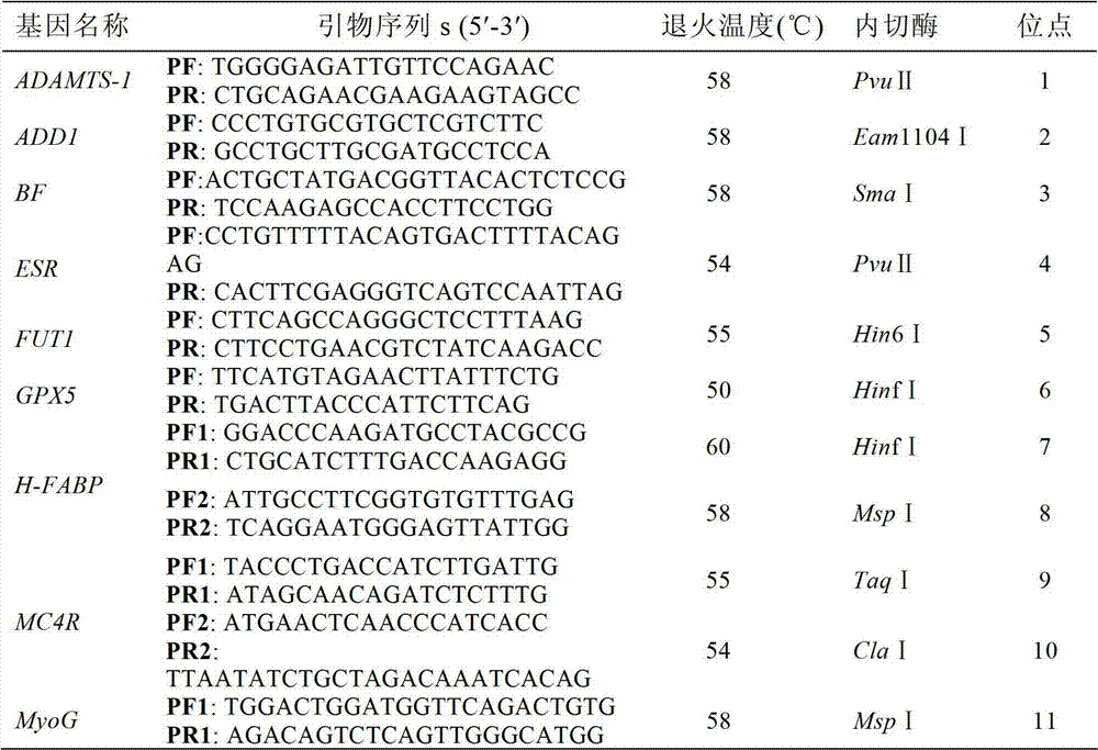 SNP molecular marker in porcine SNCG gene for tracing and detection method thereof