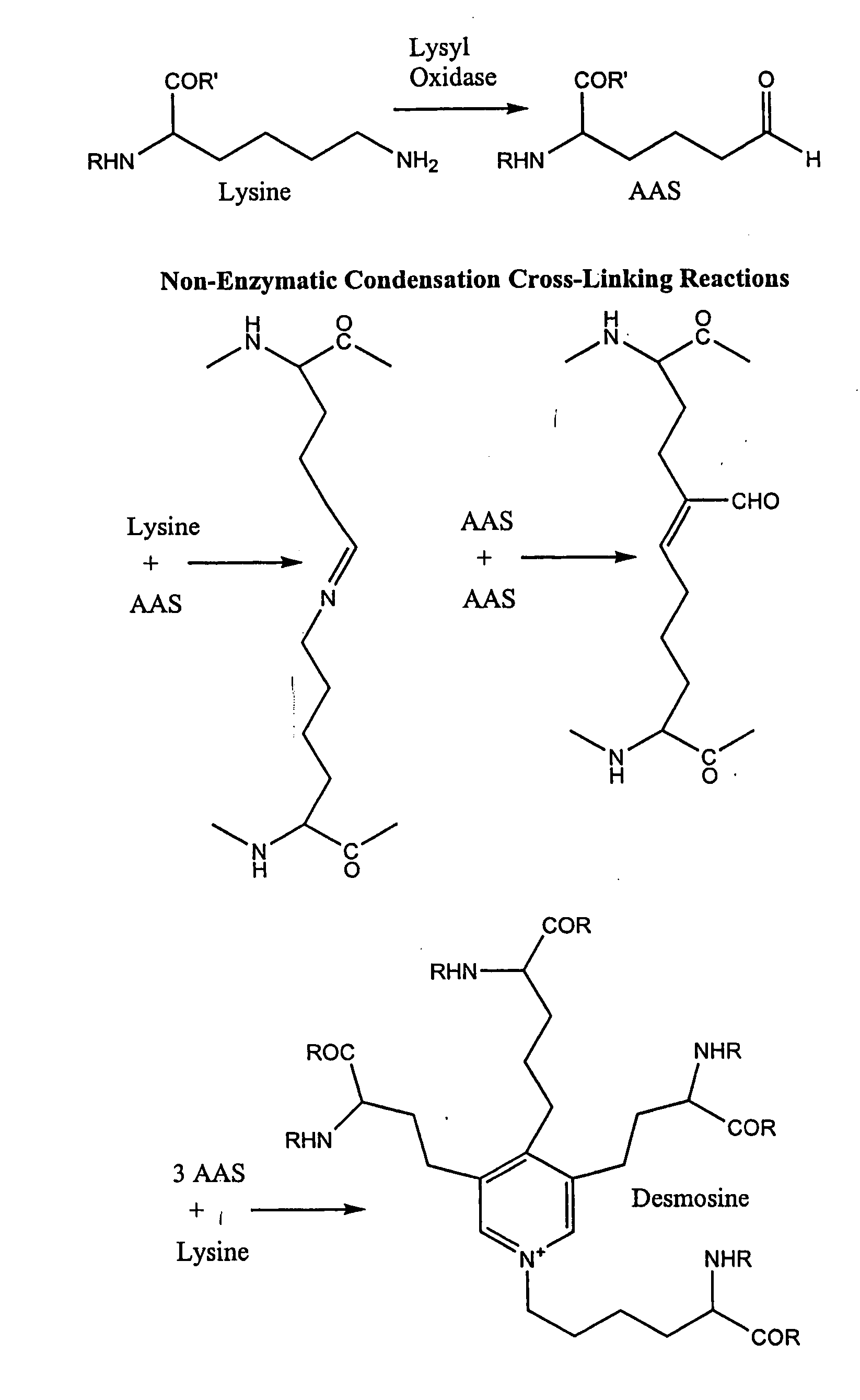 Wound healing compositions and methods using tropoelastin and lysyl oxidase