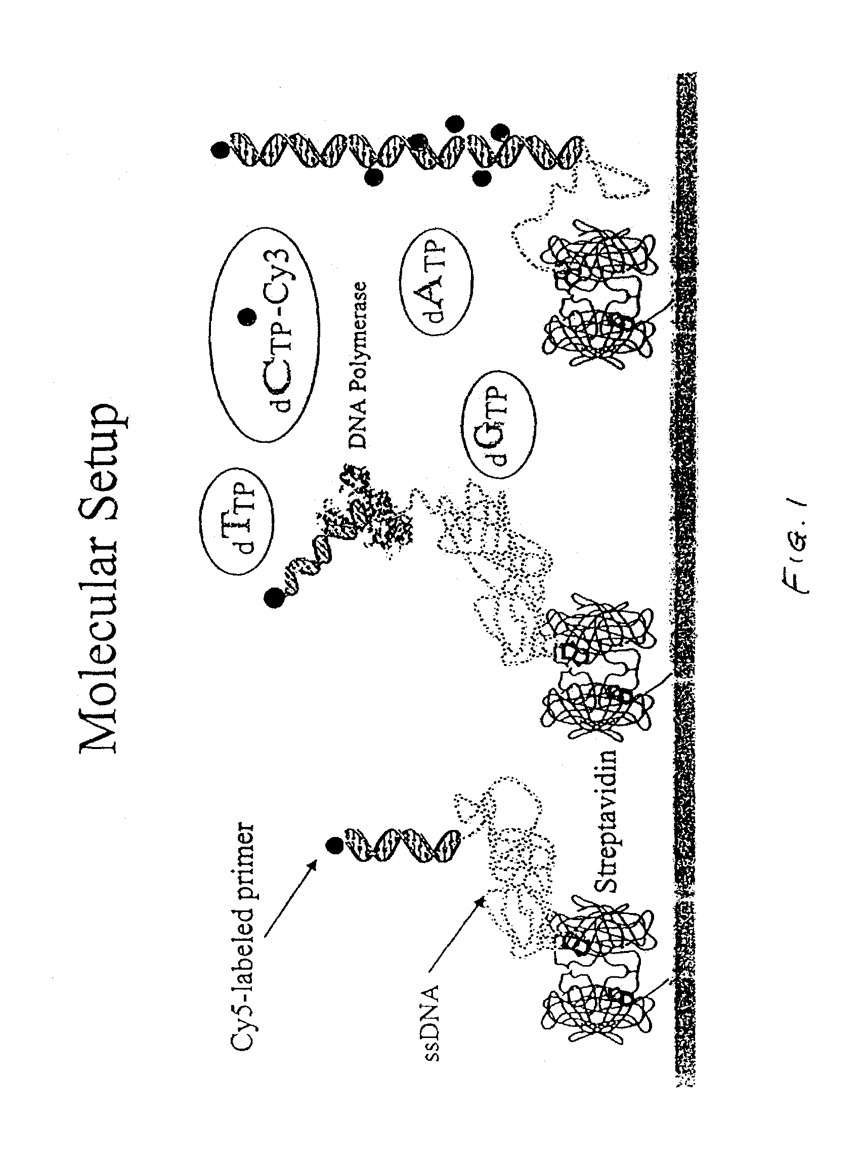 Methods and apparatus for analyzing polynucleotide sequences by asynchronous base extension