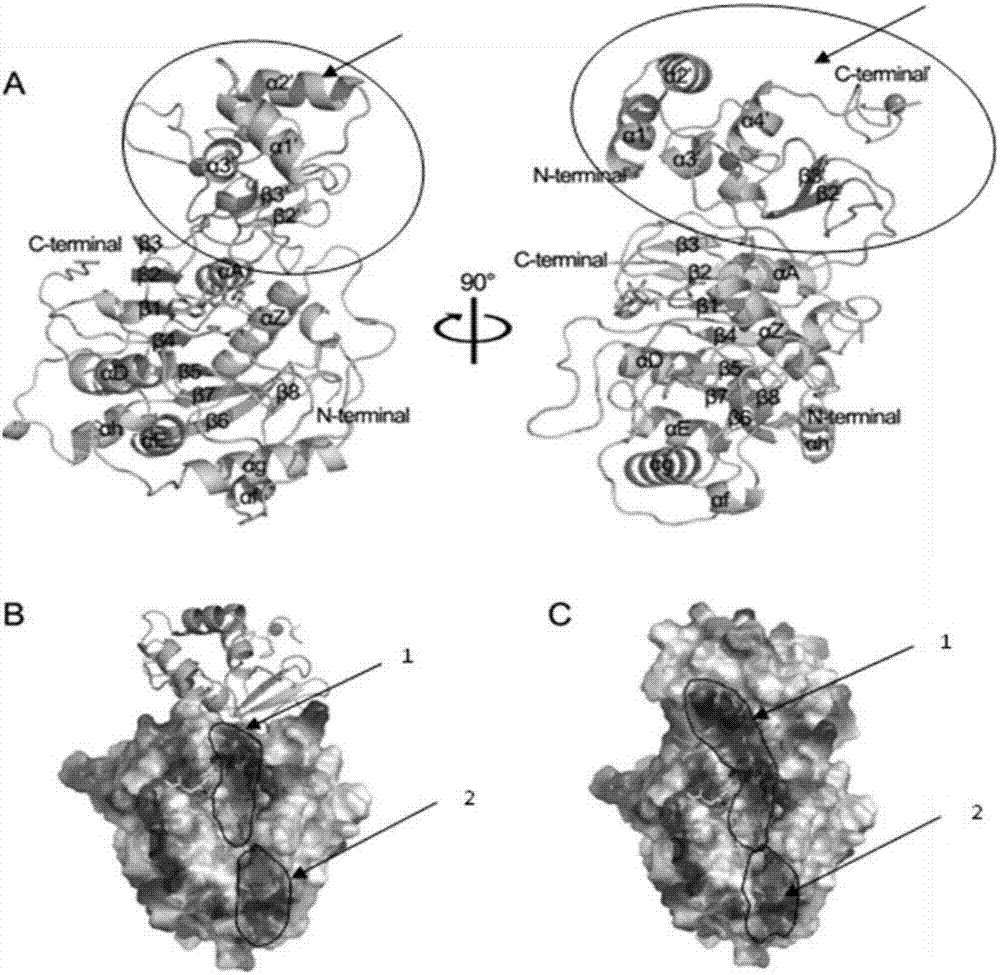 Polypeptide inhibitor for inhibiting ten corona viruses