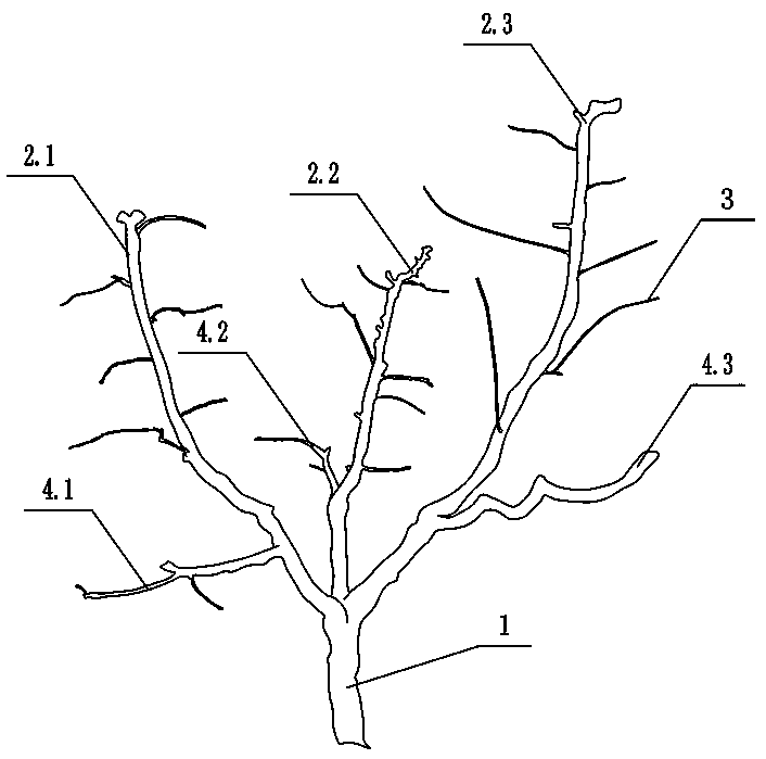 Tree shape and pruning method of three-main branch peach tree