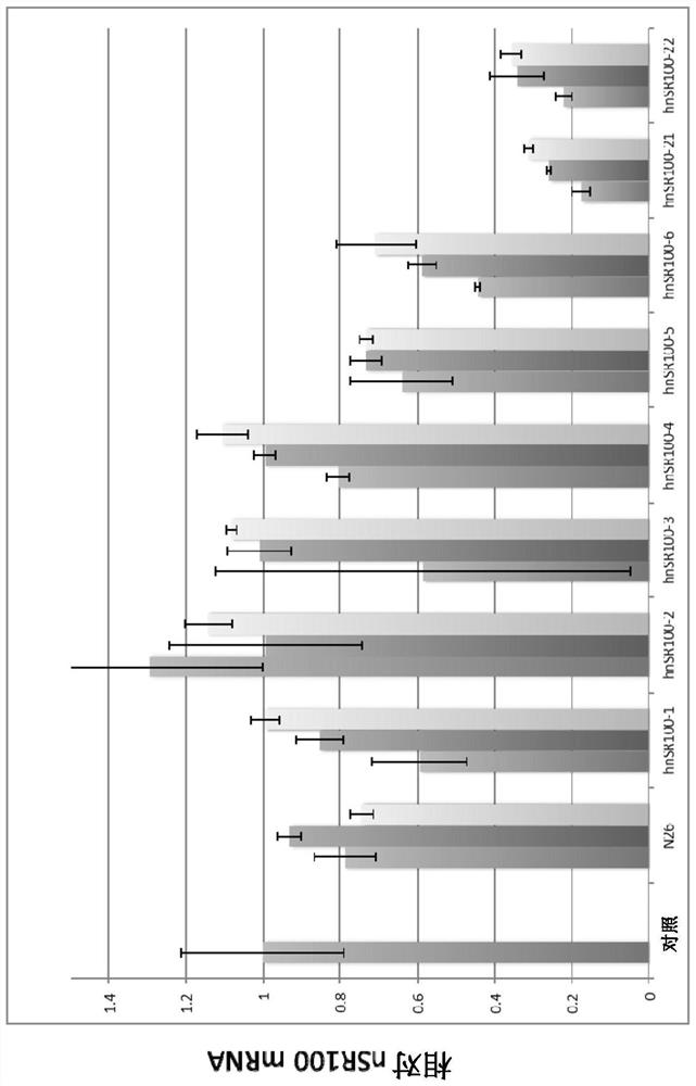 Small cell lung cancer therapeutic agent containing oligonucleotide