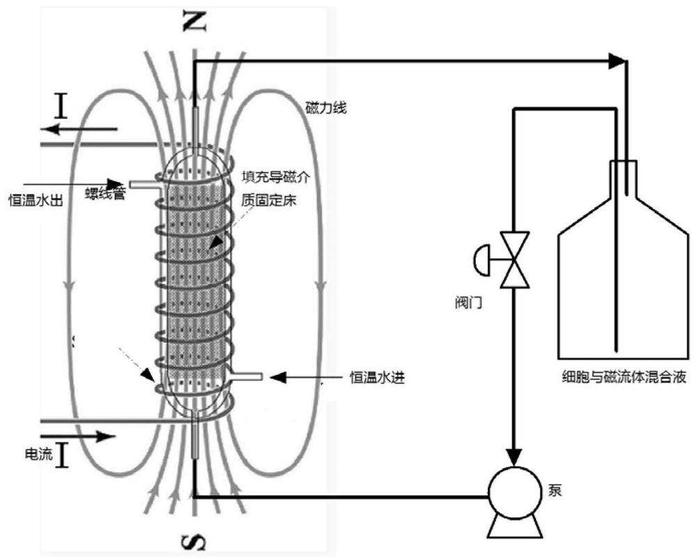 A method for rapidly immobilizing cells on a magnetic fixed bed