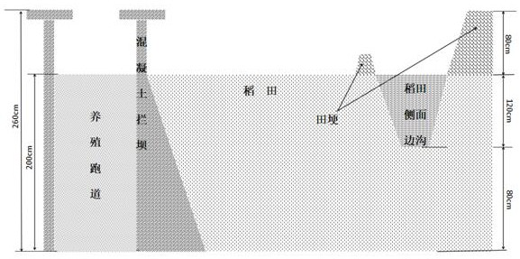 A method of combining racetrack-style perch farming and paddy-field intercropping of crayfish