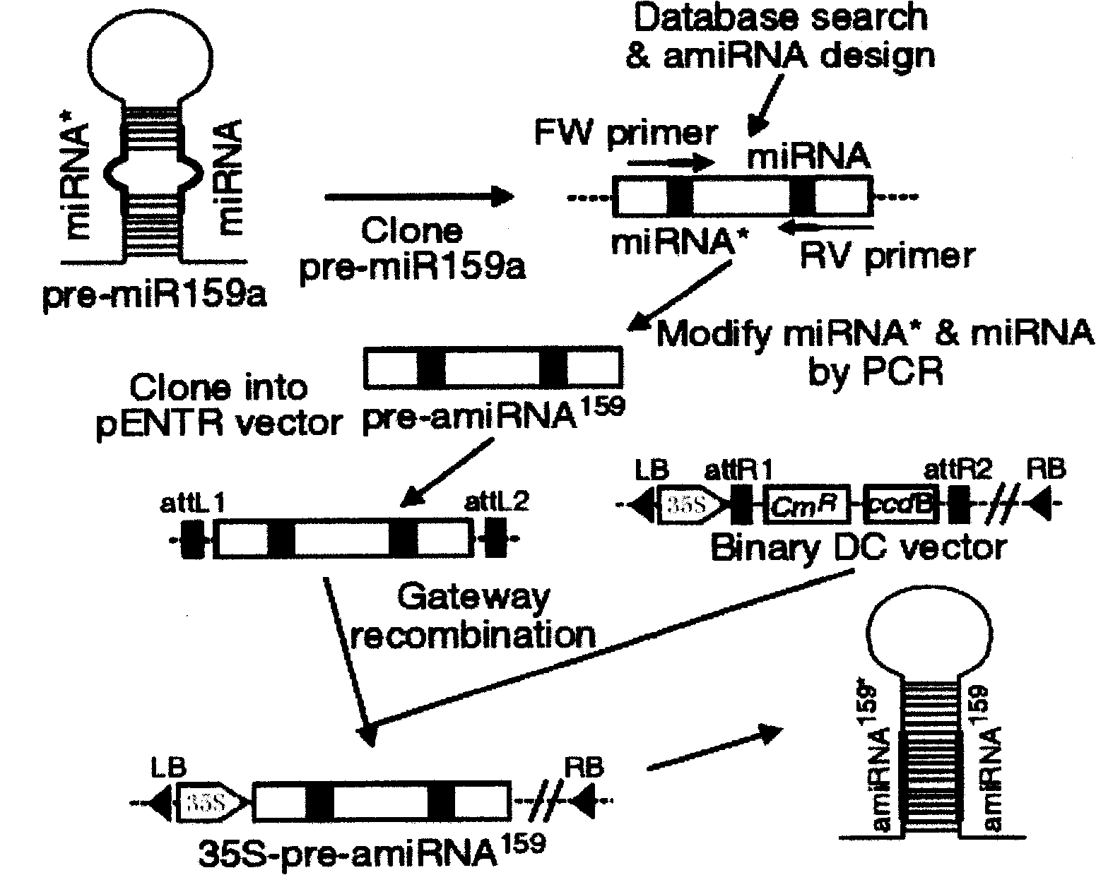 Quick efficient plant manpower fine RNA expression vector construction method