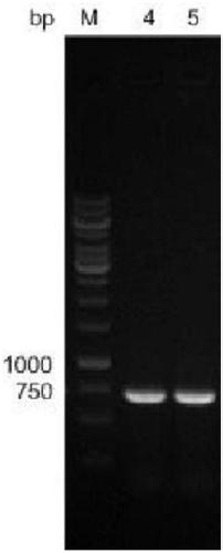 A kind of recombinant Corynebacterium glutamicum expressing vgb gene and application thereof