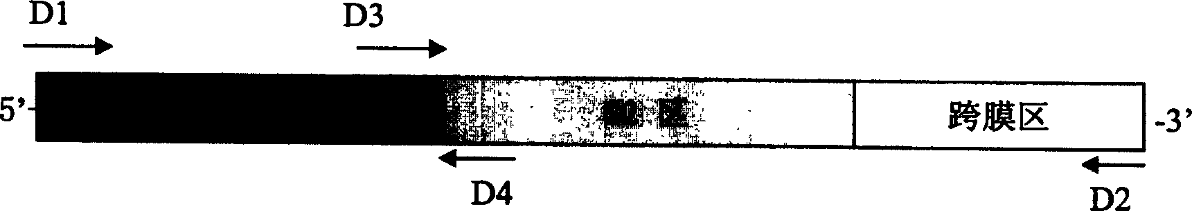 SARS nucleic acid vaccine and preparation method, application of S gene in coronavirus