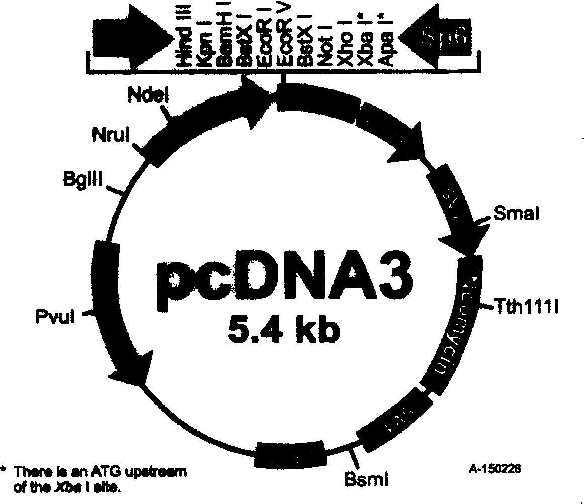 SARS nucleic acid vaccine and preparation method, application of S gene in coronavirus