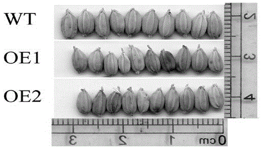 OsJMJ714 functions of influence on rice grain size and tolerance to salt stress and application of OsJMJ714