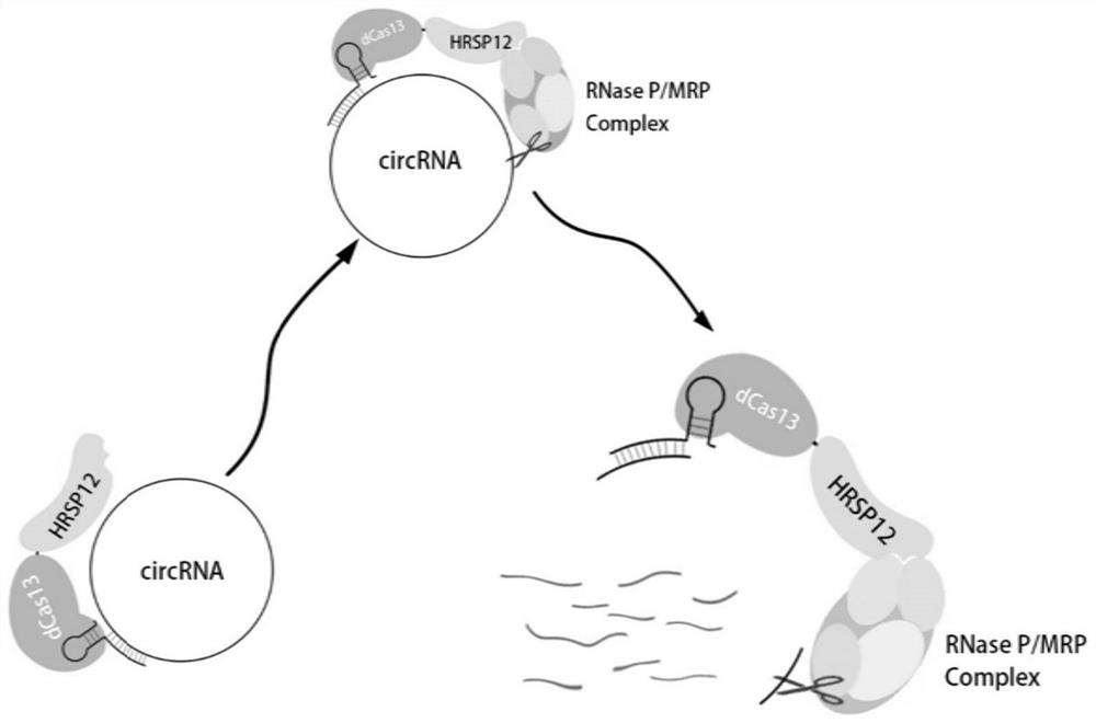 Circular RNA knockdown method and application thereof