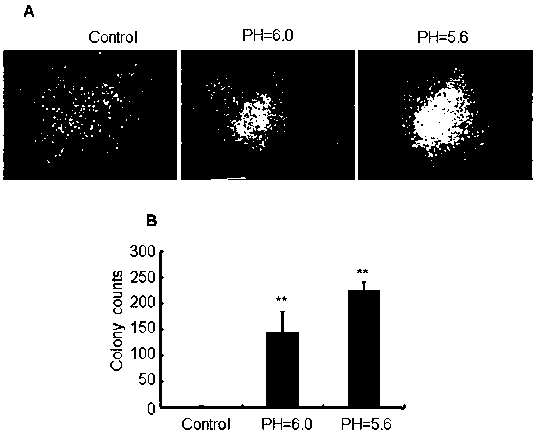 Research method for promoting lymphoblast without tumorigenicity to be dedifferentiated in lactic acid/acid environment so as to obtain tumorigenicity