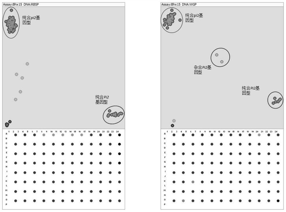 Development and Application of SNP Marker of Rice Blast Resistance Gene pi2