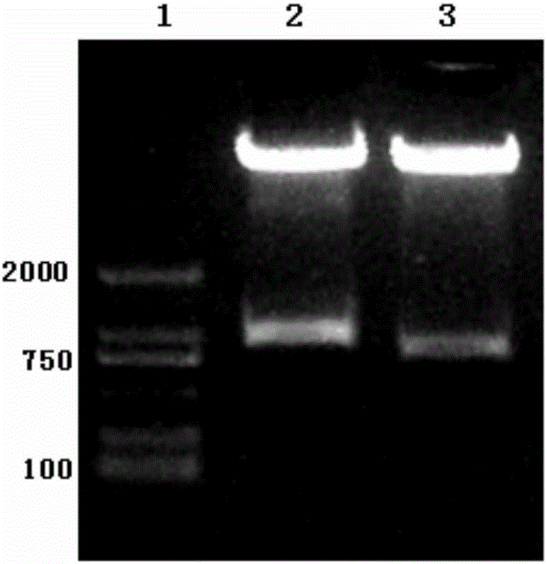 Engineering CD20 targeting NKT cell and preparation method and application thereof