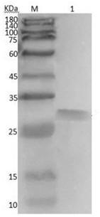 SWP2 protein-resistant monoclonal cell strain and application thereof