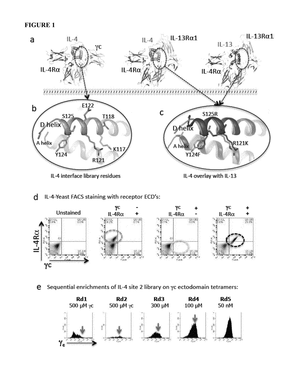 Superkines and synthekines:  repurposed cytokines with new and enhanced signaling activities