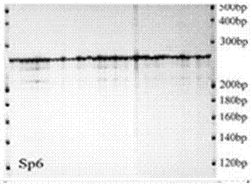 Method for detecting spirodela polyrrhiza Sp6 microsatellite marker by means of specific primers