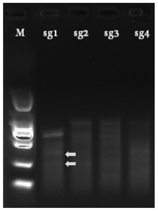 Ago2 gene knockout BHK-21 cell line