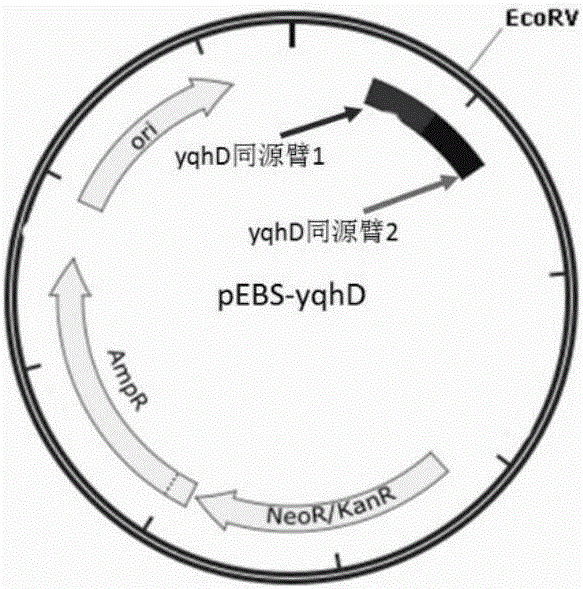 Escherichia coli for synthesis of propane through pathway of valine and establishing method of escherichia coli