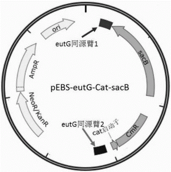 Escherichia coli for synthesis of propane through pathway of valine and establishing method of escherichia coli