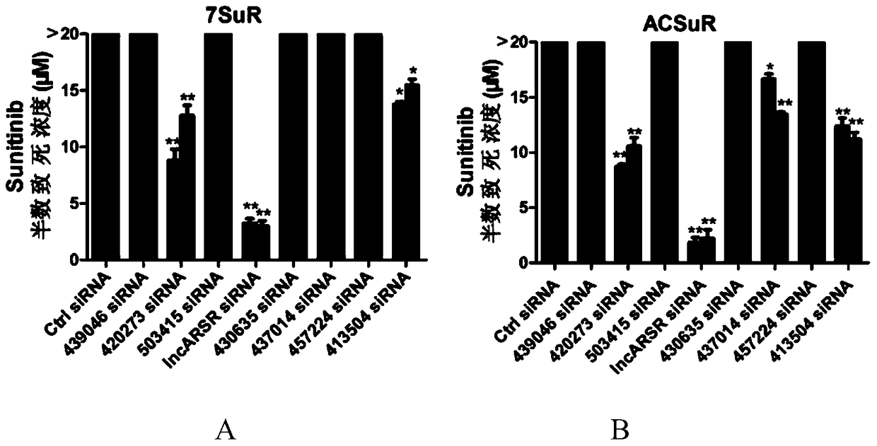 A kit for detecting lncarsr in serum and its application in detecting sunitinib resistance in renal cancer