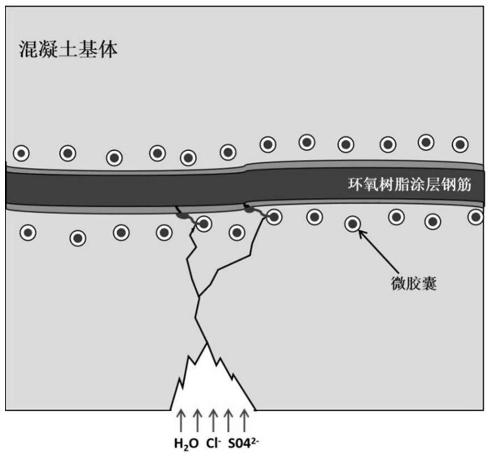 Concrete reinforcing steel bar corrosion prevention system based on microcapsule technology