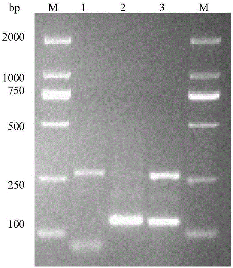 Multiple DPO-PCR primer combination for detecting transgenic maize MON810 and MIR604 and method
