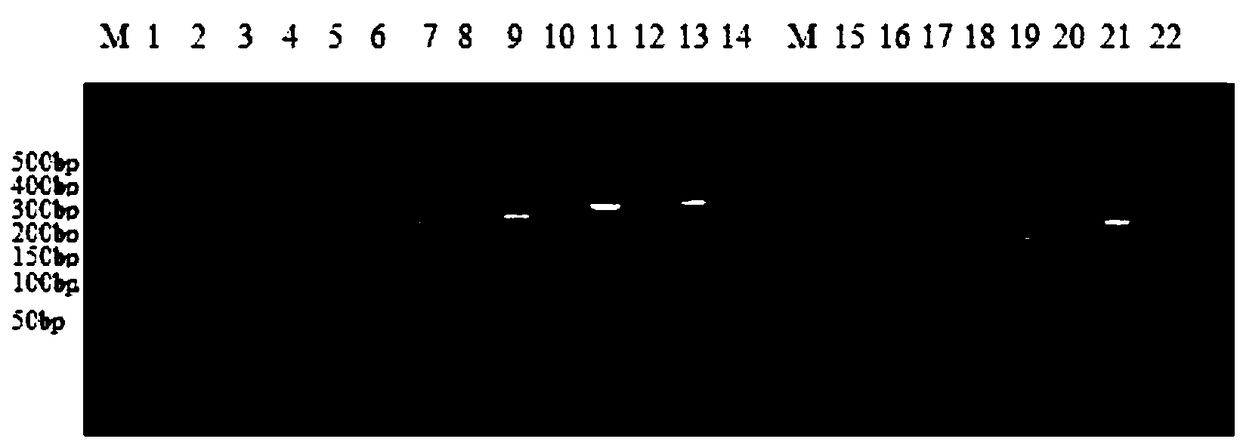 Multiple liquid-phase chip detection method for swine viral diarrhea pathogens and construction of multiple liquid-phase chip detection method