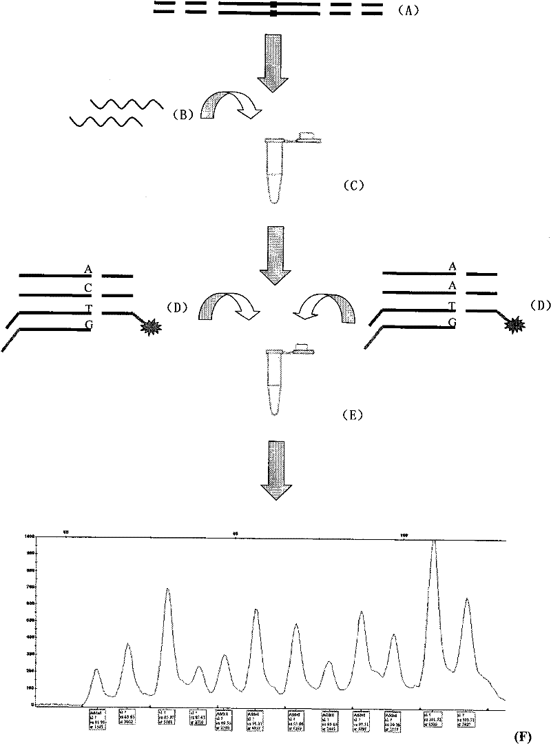 Multiple genotyping kit for detecting genetic quality of zebra fish