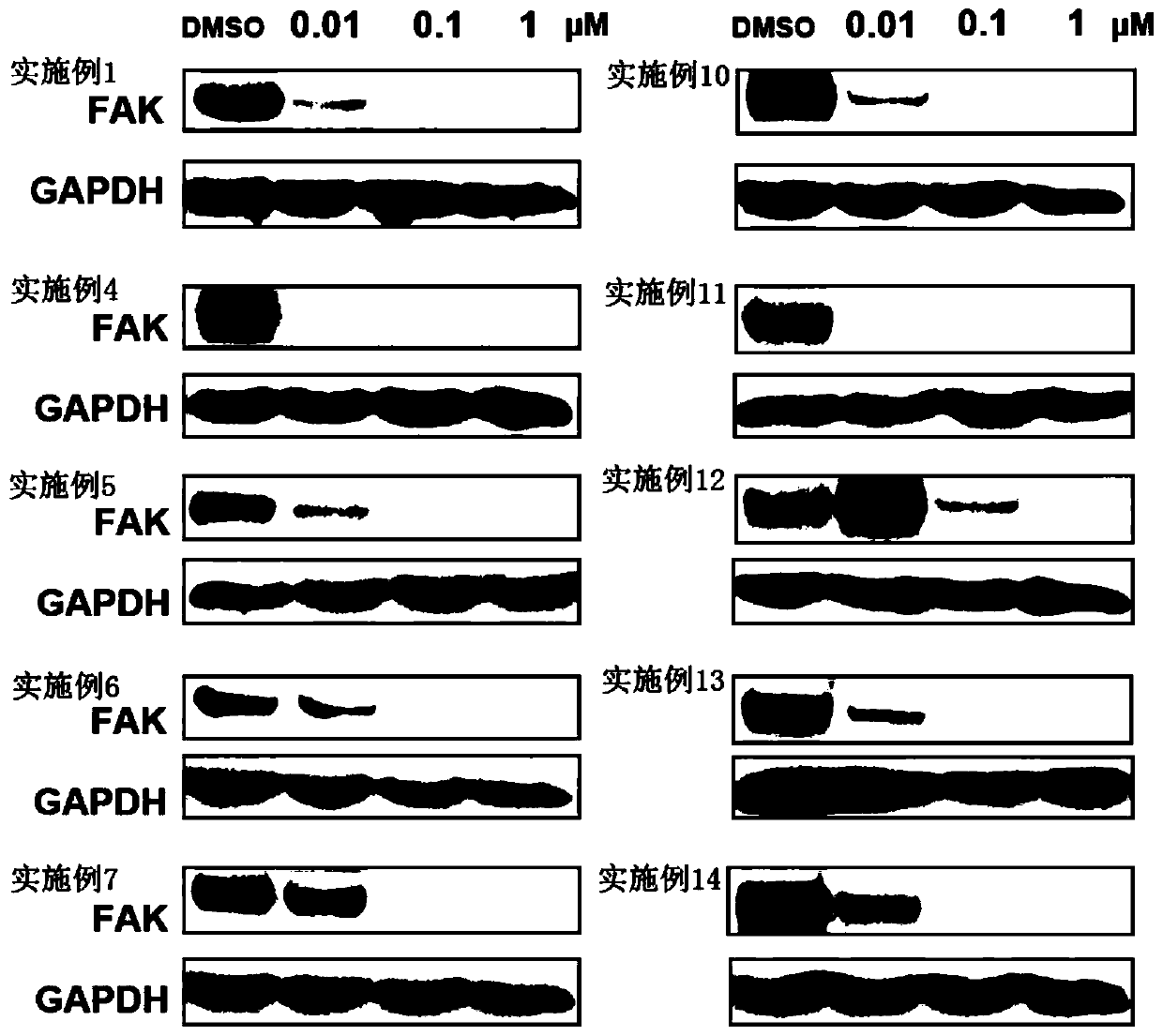 Compounds for targeted degradation of focal adhesion kinase and application of the compounds in medicine