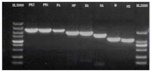 H3N2 subtype canine influenza virus mouse adaptive virulent strain and application thereof