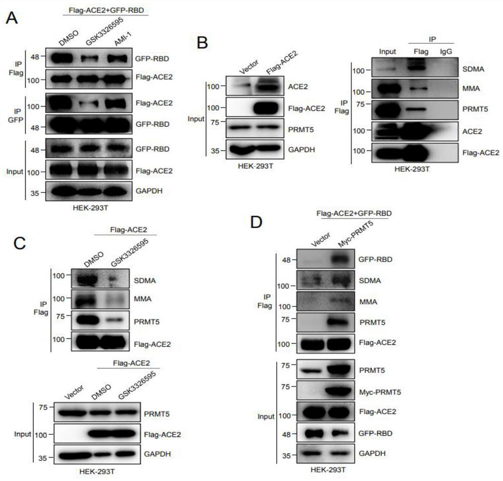 Application of PRMT5 specific inhibitor in prevention of coronavirus infection