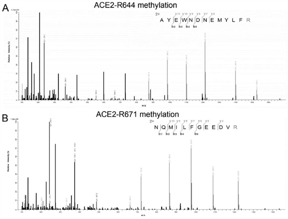 Application of PRMT5 specific inhibitor in prevention of coronavirus infection