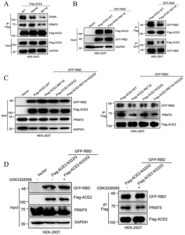 Application of PRMT5 specific inhibitor in prevention of coronavirus infection