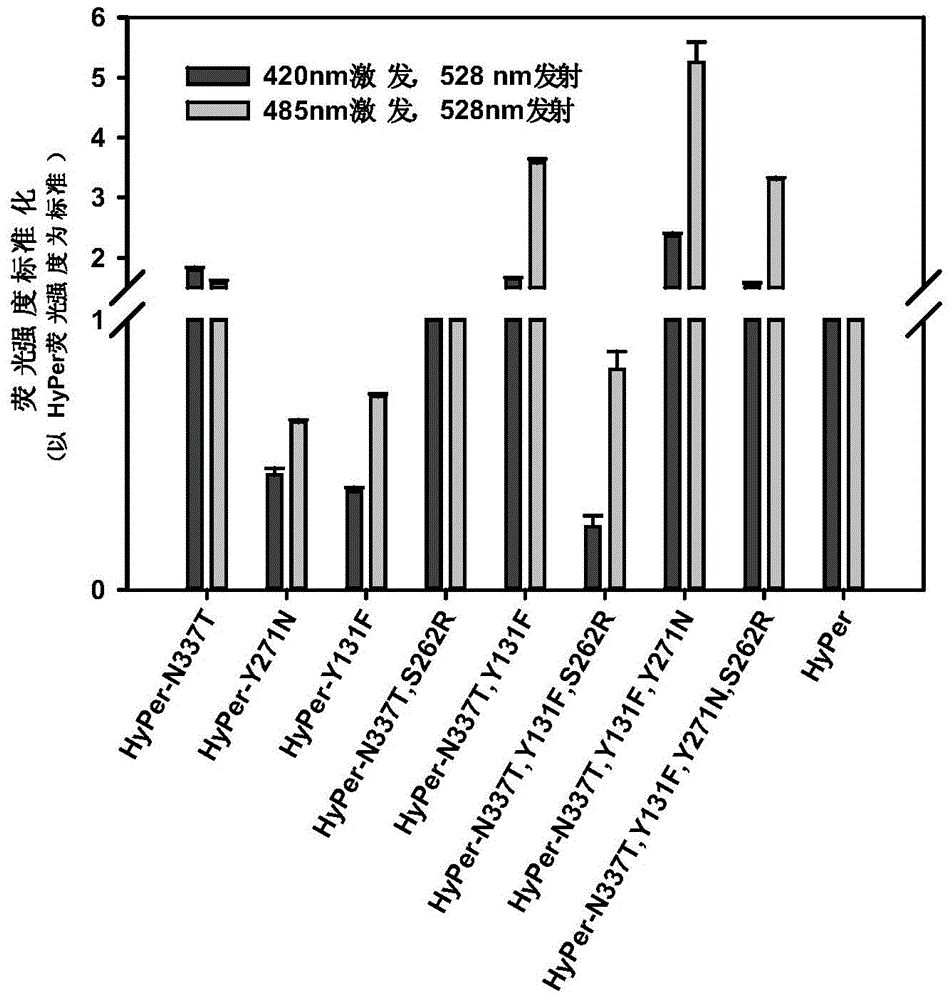 Gene encoding hydrogen peroxide fluorescent probe, preparation method and applications thereof