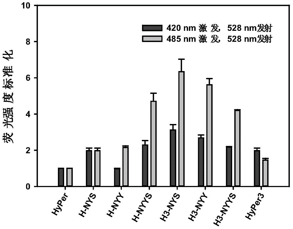 Gene encoding hydrogen peroxide fluorescent probe, preparation method and applications thereof