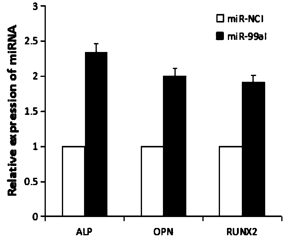 Application of miR-99a in steroid-induced femoral head necrosis