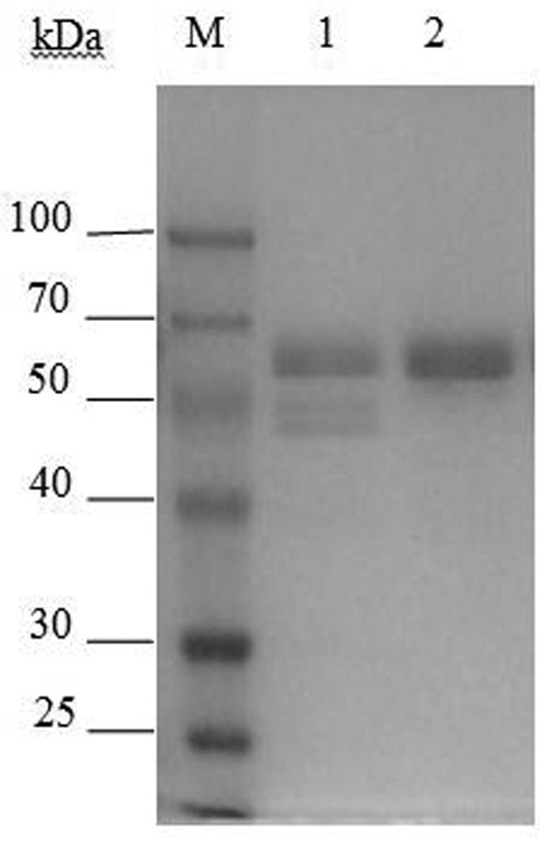 A chitinase and its gene for preparation of chitooligosaccharides