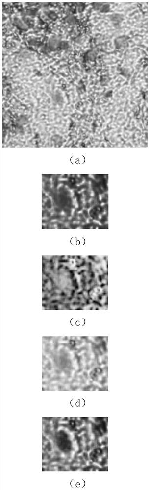 CMOS holographic microscopic imaging device and method applied to cell segmentation