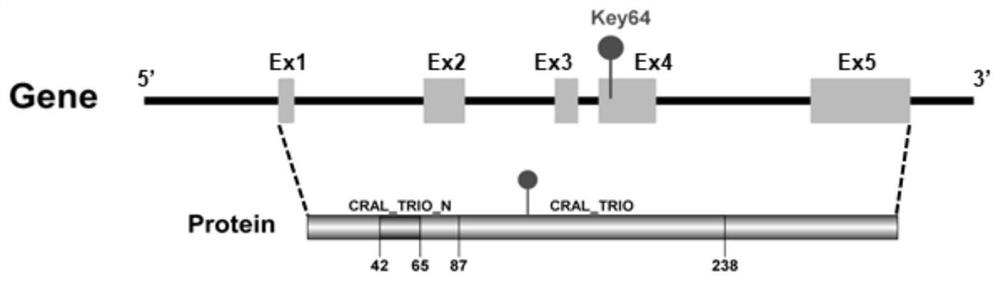 Application of Citrus citpitp1 Gene and Its Nucleotide Sequence in Transformation of Prokaryotic Vector Promoter