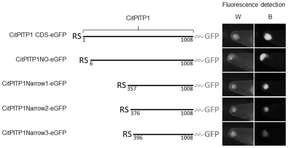 Application of Citrus citpitp1 Gene and Its Nucleotide Sequence in Transformation of Prokaryotic Vector Promoter