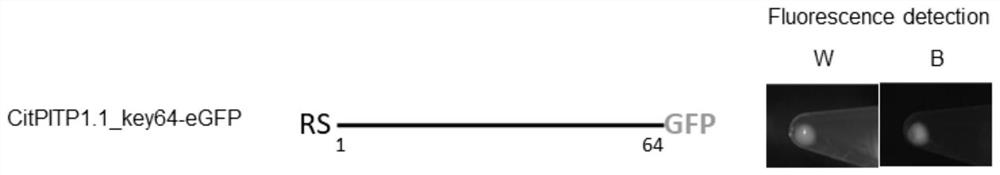 Application of Citrus citpitp1 Gene and Its Nucleotide Sequence in Transformation of Prokaryotic Vector Promoter